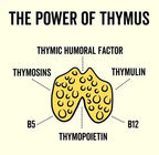 Grass Fed Beef Thymus Capsules - Yo Keto