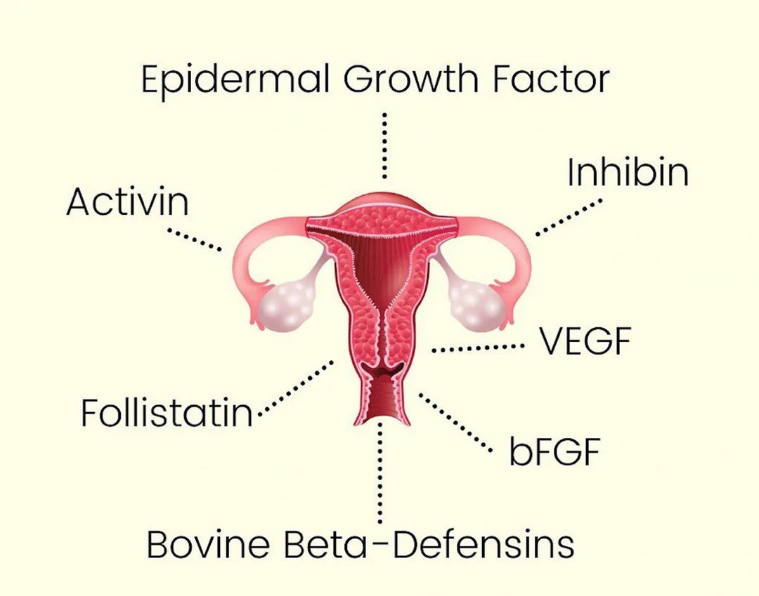 Diagram showing hormones linked to female reproductive system for Grass Fed Female Optimise - 160 Capsules by NXGEN Wholefoods
